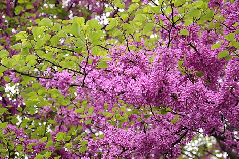 O společnosti Cercis s.r.o.